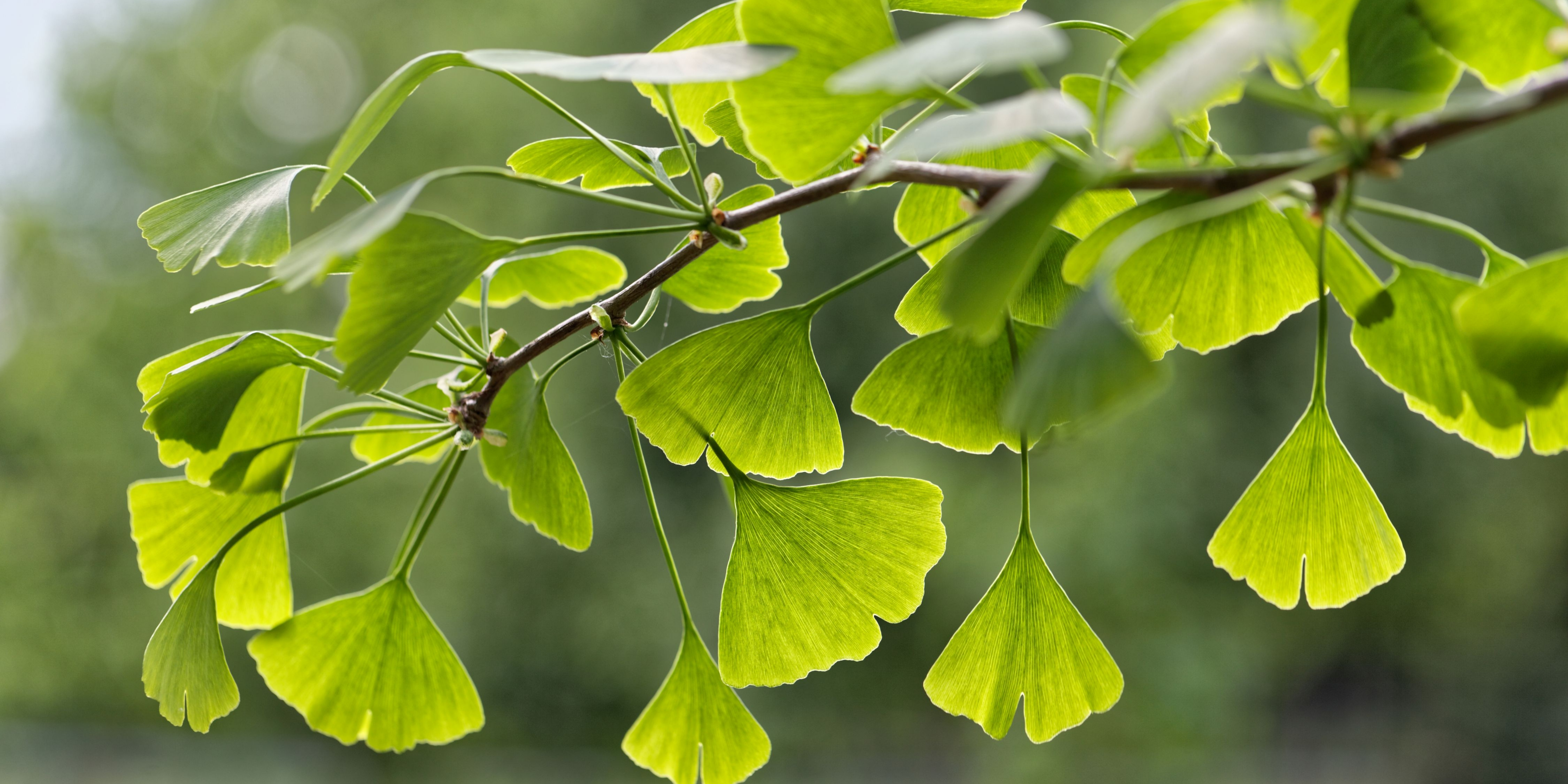 ginko strom